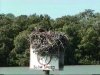 osprey