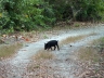 piglet