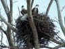 osprey nest