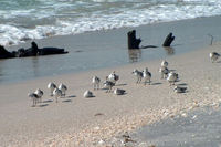 birds