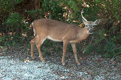 Key Deer