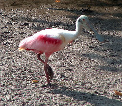 Rosetail Spoonbill