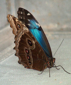butterfly