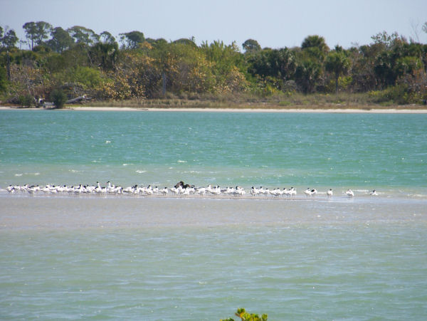 birds on sandbar