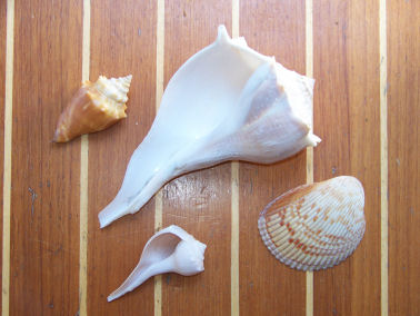 shells